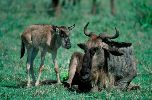 Blue Wildebeests, cow with calf, Serengeti National Park, Tanzania, eastern white-bearded