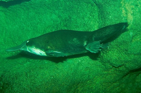 Duck-billed Platypus (Ornithorhynchus anatinus)