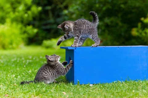 House cats, kittens, tabby