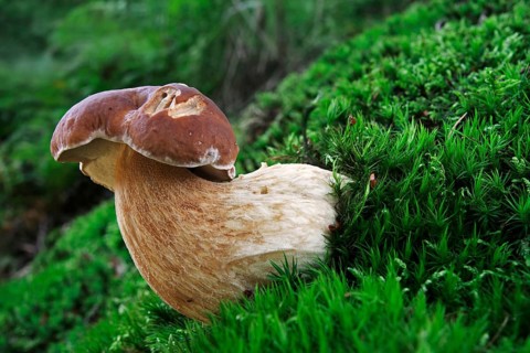 (Boletus edulis), Boletus, Cep bun, Cep mushroom, Boletus edulis, Boletus edulis, Cep bun, Cep bun