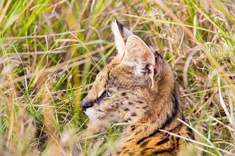 Serval (Leptailurus serval) Masai Mara Kenya