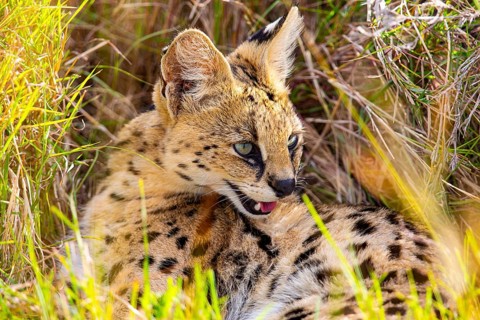 Serval (Leptailurus serval) Masai Mara Kenya