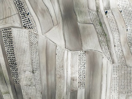 Farmland and cultivated olive trees (Olea europaea) . Aerial view. Drone shot. Granada province,