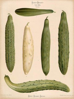 Vegetables, cucumbers, snake cucumbers, after Ernst Samuel Benary (10 November 1819, 19 February
