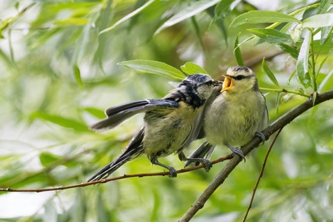 Blue tit (Cyanistes caeruleus, Parus caeruleus) feeding branchling on a branch surrounded by green