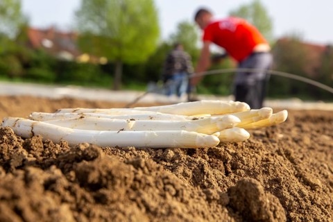 Asparagus harvest in the Palatinate