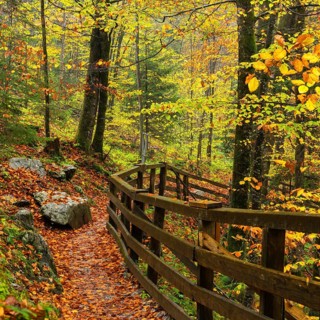 A hiking trail in the Lammerklamm gorge. Autumn, trees with colourful leaves. Scheffau, Lammertal,