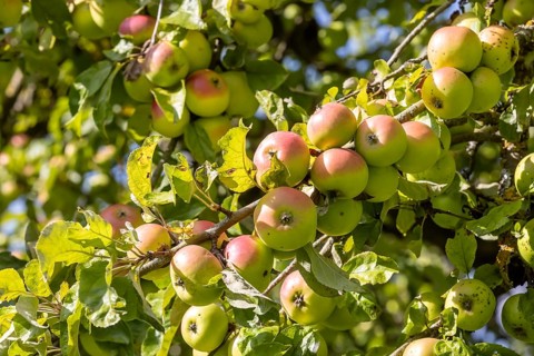 Orchard with apple tree near Herrenberg. The apple trees bear many fruits. Herrenberg,