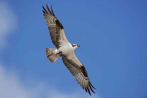 Western osprey (Pandion haliaetus) in flight, Everglades National Park, Florida, USA, North America