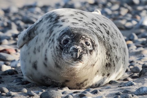 Grey seal pup lying on the beach on the island of Düne near Heligoland, Germany, Europe