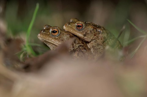 Common toad (Bufo bufo), pair, on the way to spawning waters, evening, toad migration, Bottrop,