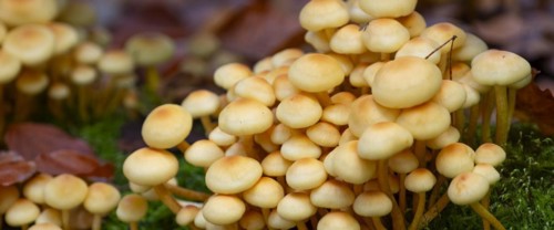 Green-leaved sulphur head (Hypholoma fasciculare), nature photograph, close-up, Schneeren, Neustadt