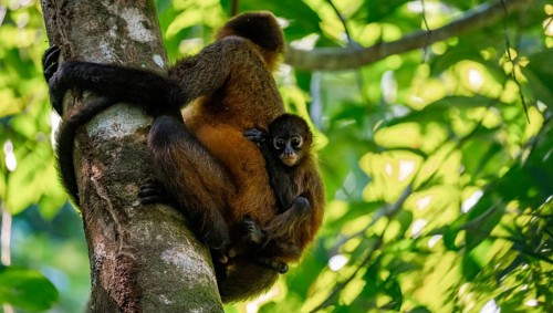 Geoffroy's spider monkey (Ateles geoffroyi) with juvenile climbing a tree in the jungle, Tortuguero