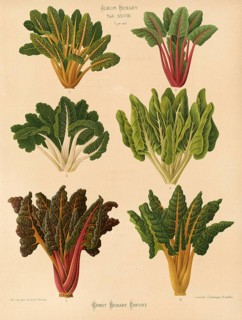 Vegetables, beetroot and chard, after Ernst Samuel Benary (10 November 1819, 19 February 1893),