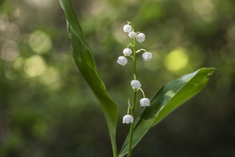 Lily of the valley (Convallaria majalis), Emsland, Lower Saxony, Germany, Europe