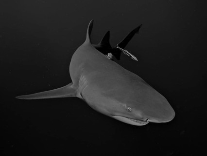 A lemon shark (Negaprion brevirostris) swims in the ocean in a black and white photograph. Dive