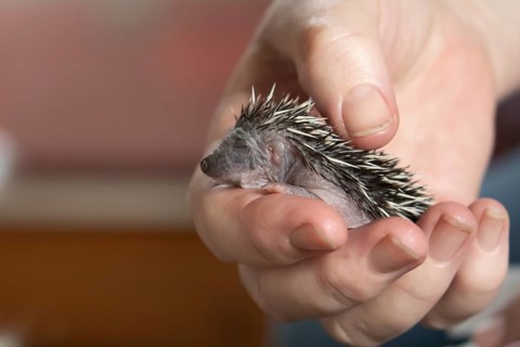 European hedgehog (Erinaceus europaeus) juvenile baby animal being held in a humans hand, Suffolk,