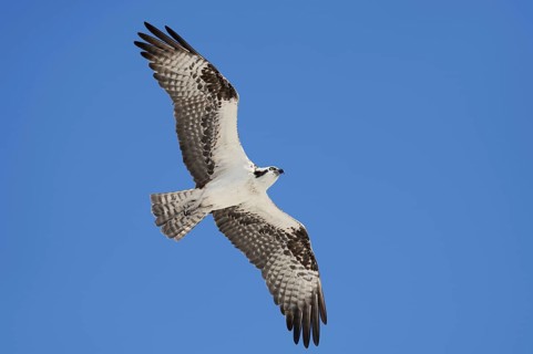 Western osprey (Pandion haliaetus) in flight, Everglades National Park, Florida, USA, North America