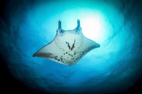 Giant ray (Manta) Plankton-eater harmless in backlight under sea surface above sun, Pacific Ocean