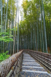 Bamboo forest path, Adashino Nenbutsu-ji temple, Kyoto, Japan, Asia