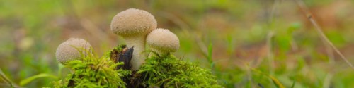 Bottle mushroom (Lycoperdon perlatum, syn. L. gemmatum), close-up, nature photograph, Neustadt am