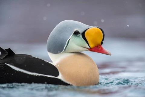 King eider (Somateria spectabilis), portrait of a male, Batsfjord, Båtsfjord, Varanger Peninsula,