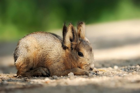 Patagonian mara (Dolichotis patagonum) or greater mara, juvenile, captive, occurrence in Argentina