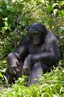 Bonobo (Pan paniscus), Lola ya Bonobo Sanctuary, Kimwenza, Mont Ngafula, Kinshasa, Democratic