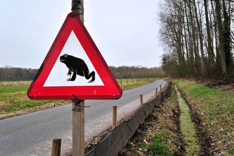 Warning sign and barrier with buckets for migrating amphibians, common toad (Bufo bufo) crossing