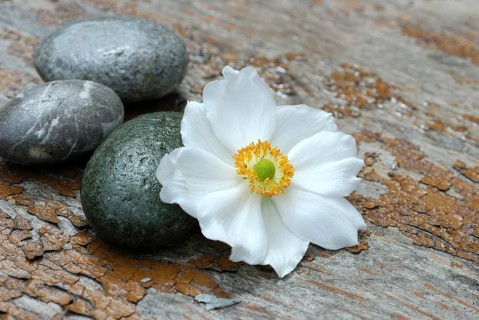 Autumn anemone and stones, Japanese anemone (Anemone japonica)
