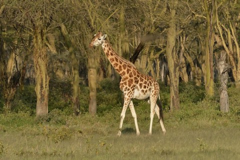 Rothschild Giraffe or Ugandan Giraffe (Giraffa camelopardalis rothschildi), Lake Nakuru National
