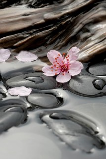 Cherry plumsblue (Prunus cerasifera) stones and wood in water, plum blossoms, purple-leaf plum