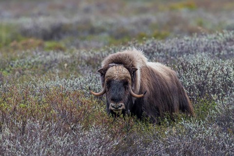 Muskox or Musk Ox (Ovibos moschatus), ?Dovrefjell-Sunndalsfjella-Nationalpark, Norway, Europe