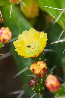 Indian fig opuntia (Opuntia ficus-indica) blossom, ebro delta, Catalonia, Spain, Europe