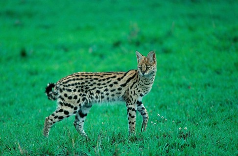 Serval (Felis serval) Serengeti National Park, Tanzania, Serengeti National Park, lateral, side,