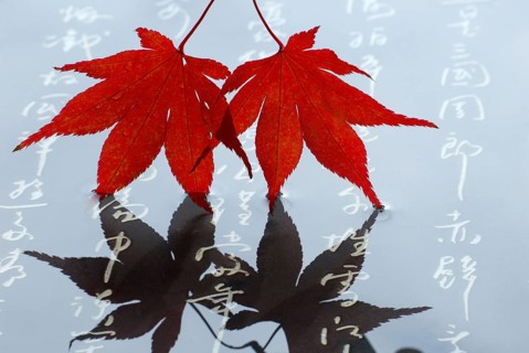 Japanese (Acer japonicum aconitifolium) maple, Japanese characters