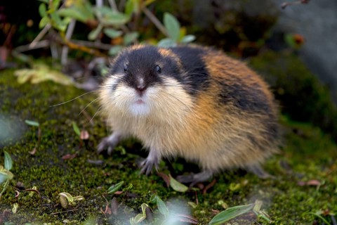 Norway lemming (Lemmus lemmus), Norway, Europe