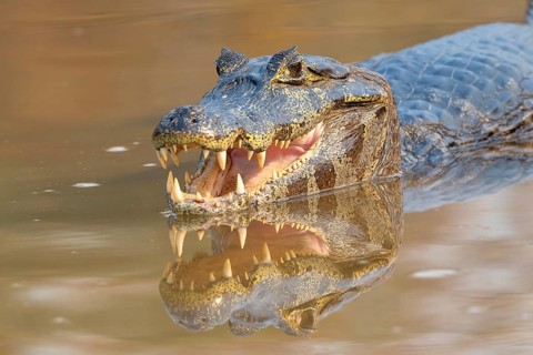 Caiman (Caimaninae), Crocodile (Alligatoridae), crocodile (Crocodylia), animal portrait,