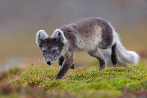 Arctic fox foraging, Arctic fox, (Alopex lagopus), Europe, Norway, Spitsbergen, Longyearbyen,