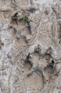 Close-up of a Maned wolf tracks in sandy riverbed, Caraca Natural Park, Minas Gerais, Brazil, South