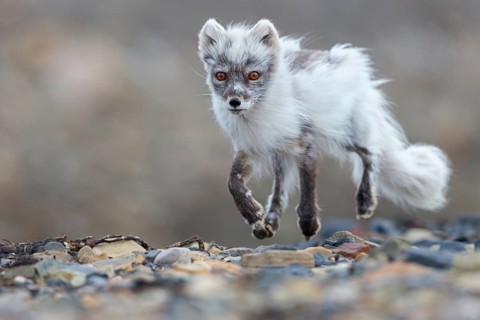 Arctic fox foraging, Arctic fox, (Alopex lagopus), Europe, Norway, Spitsbergen, Longyearbyen,