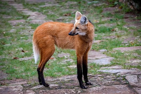 Maned wolf on a pathway of Sanctuary Caraça, turning head to the left, Minas Gerais, Brazil, South