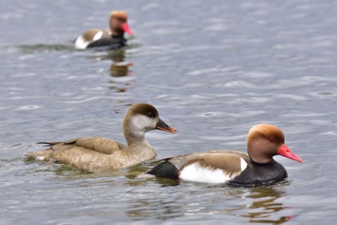Red-crested Pochard swim in a lake. Pochards in spring