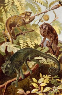 Chameleon on engraving from 1886. Engraved by unknown artist and published in Meyers