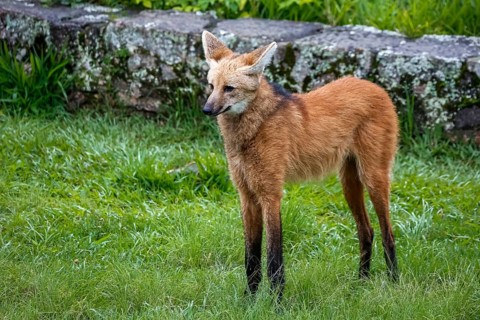 Maned wolf on grassy grounds of Sanctuary Caraça, stone wall in background, Minas Gerais, Brazil,