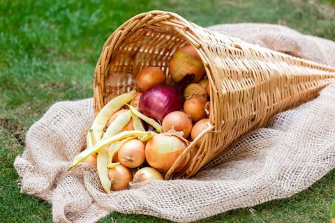 Cornucopia of wickerwork with onions and yellow beans on a green lawn for harvest festival