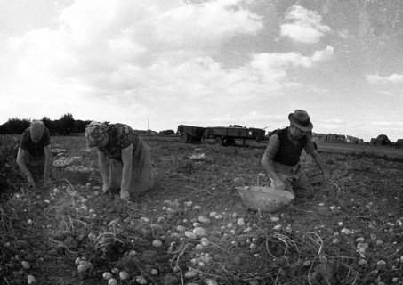 Farmers working in the fields in Muensterland on 10.09.1971, Germany, Europe