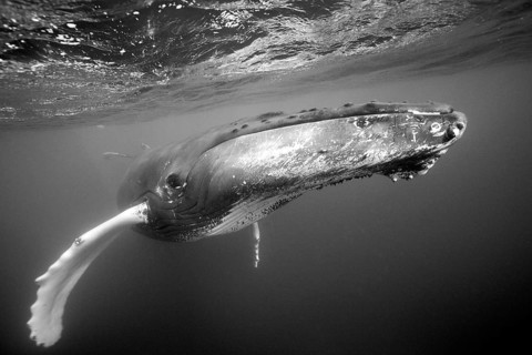 Humpback whale, Megaptera novaeangliae, Silver Bank, Atlantic Ocean, Dominican Republic, Central