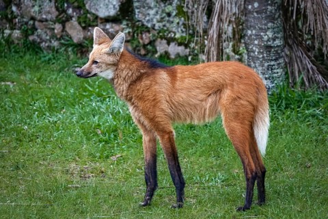 Close-up of a Maned wolf on grassy grounds of Sanctuary Caraça, stone wall in background, Minas