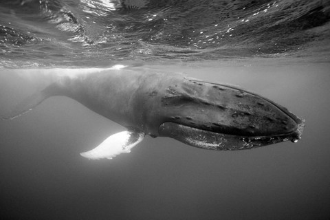 Humpback whale, Megaptera novaeangliae, Silver Bank, Atlantic Ocean, Dominican Republic, Central